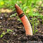 stinkhorns-feature.jpg