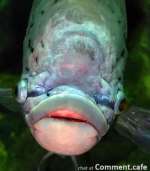 big-lips-botox-fish.jpg