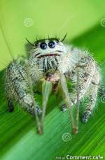 hyllus-diardi-jumping-spider-eating-prey-leaves-dead-center-composition-face-to-face-position-...jpg