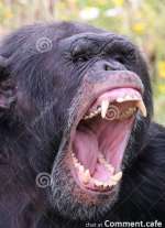 screaming-aggressive-wild-chimpanzee-primate-pan-troglodytes-241069191.jpg